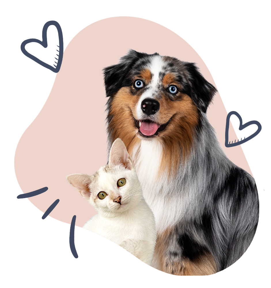 Australian shepherd dog with a white kitten