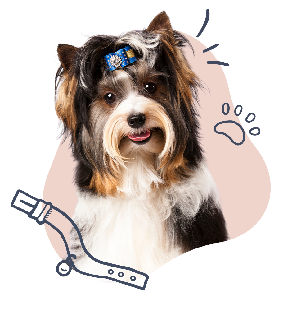 Yorkshire terrier with a hair clip, next to a collar illustration