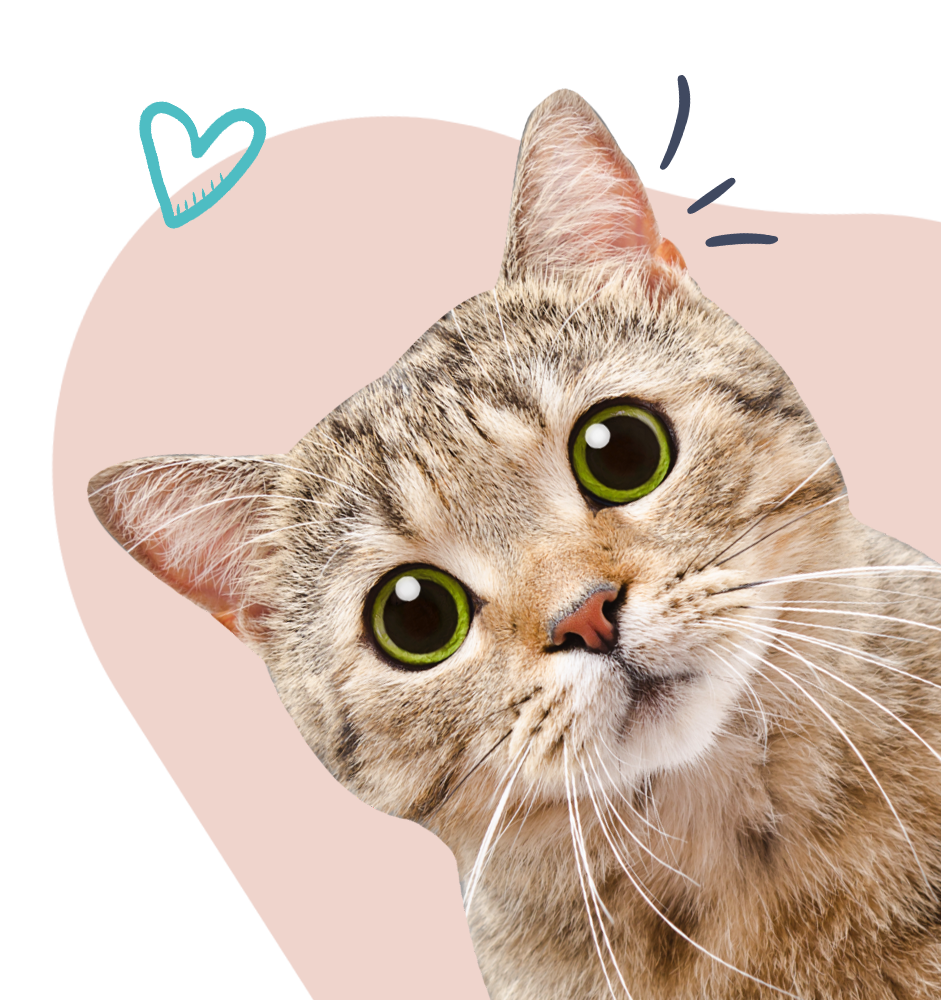 Wide-eyed tabby cat