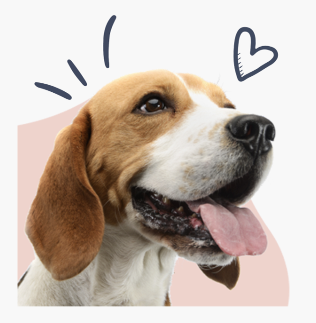 Smiling beagle