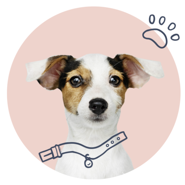 Jack Russell terrier wearing a collar