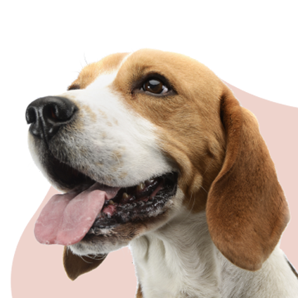 Happy beagle with its tongue out