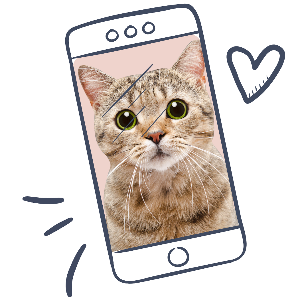 Cat on a phone screen during a video vet call