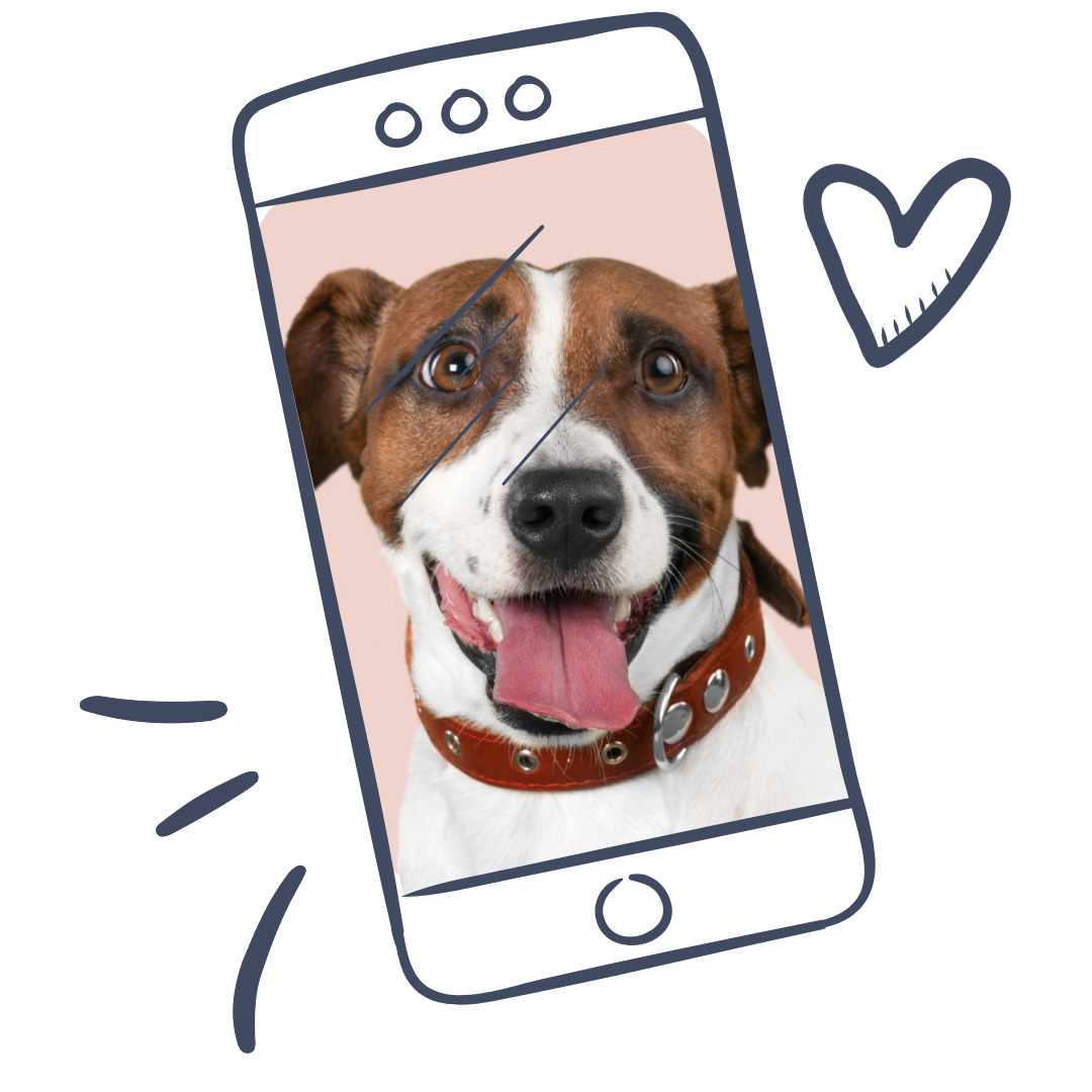Dog on a phone screen during a video vet call